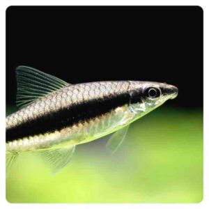 Crossecheilus siamensis