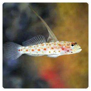 ctenogobipos-tangaroai