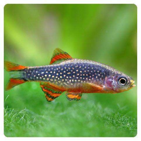 Danio-margaritatus Microrasbora galaxy