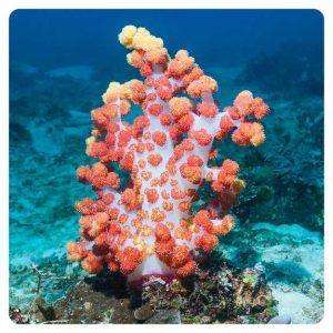 Dendronephthya spp.