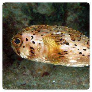 Diodon Holocanthus