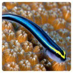 gobiosoma-oceanops