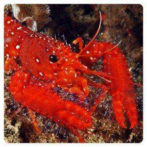 Enoplometopus occidentalis