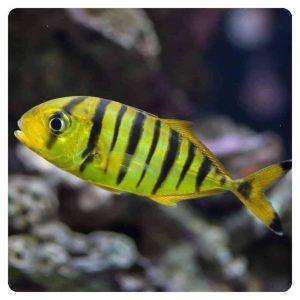 Gnathanodon speciosus