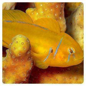 Gobiodon-citrinus