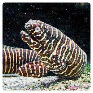 gymnomurena-zebra