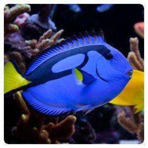 paracanthurus hepatus