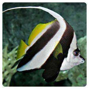 Heniochus-acuminatus