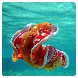 Hexabranchus sanguineus