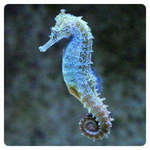 Hippocampus KUDA