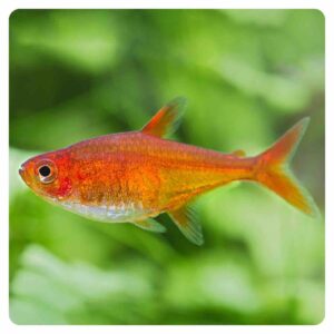 Hyphessobrycon amandae