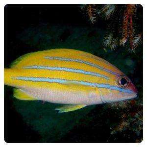 Lutjanus-bengalensis