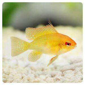 ramirezi gold