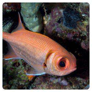Myripristis murdjan