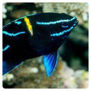 Neoglyphidodon-oxyodon-