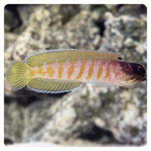 Opistognathus Randalli