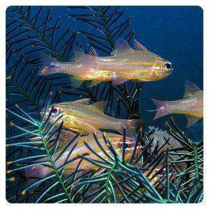 Ostorhinchus cyanosoma