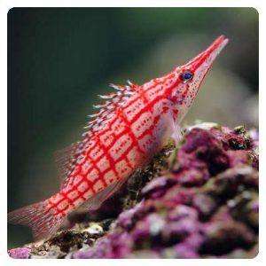 Oxycirrhites Typus