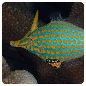 Oxymonacanthus Longirostris