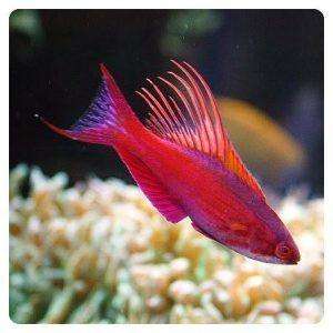 Paracheilinus_Cyaneus