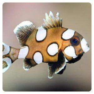 Plectorhinchus chaetodonoides