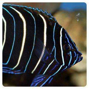 Pomacanthus Chrysurus juv