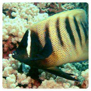 euxiphipops-sexstriatus