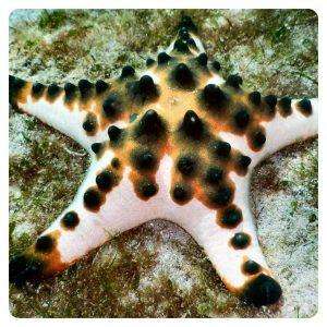 Protoreaster nodosus