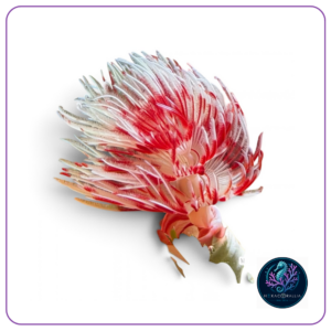 Protula bispiralis (Red-White)