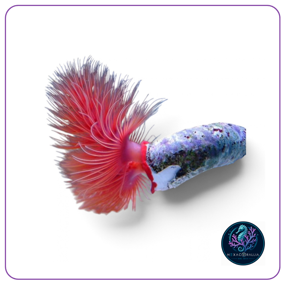 Protula bispiralis red