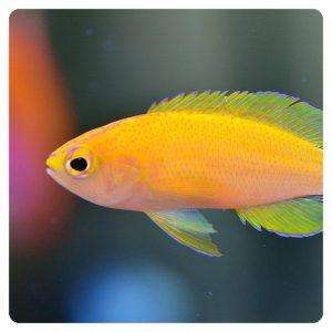 Pyronotanthias parvirostris
