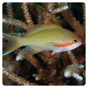 Pseudanthias huchtii