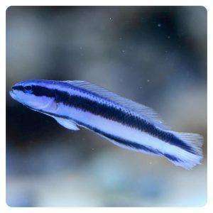 pseudochromis-sankeyi