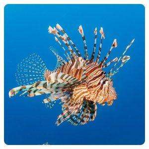 Pterois volitans