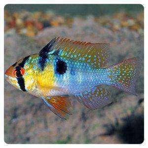 Mikrogeophagus ramirezi