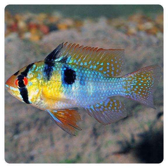 Mikrogeophagus ramirezi Mikrogeophagus ramirezi