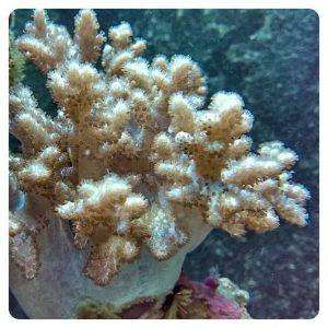 Sinularia spp.