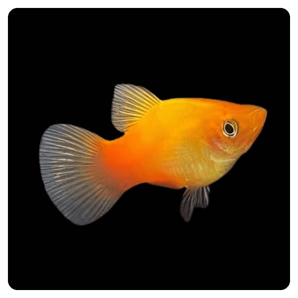 Sunset Platy - 1 Xiphophorus Maculatus Sun set