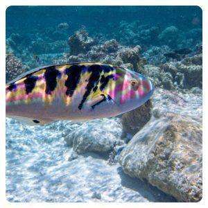 Thalassoma hardwicke