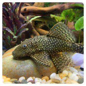 ancistrus sp