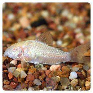 Corydoras paleatus albino