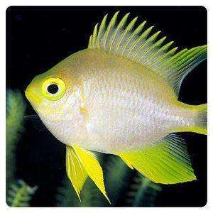 amblyglyphidodon-ternatensis