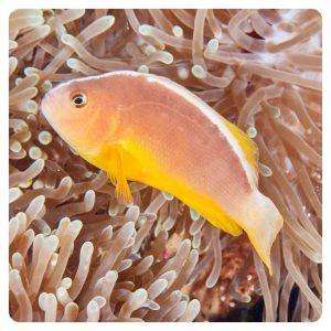 amphiprion-akallopisos