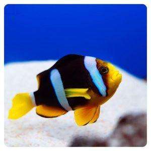 amphiprion_sebae
