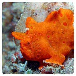 antennarius-biocellatus-rosso