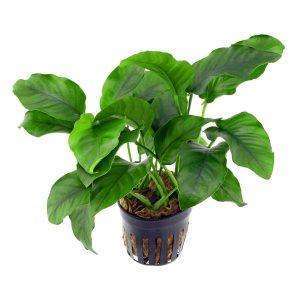 anubias-barteri
