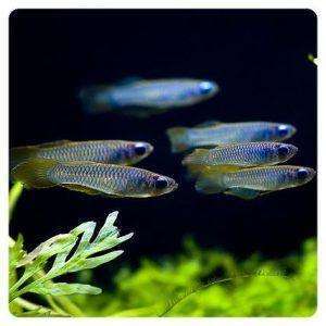 Aplocheilichthys normani