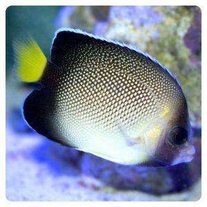 apolemichthys-xanthurus
