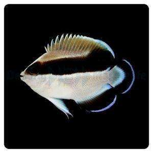 apolemichthys_arcuatus_tb