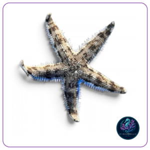 Archaster typicus